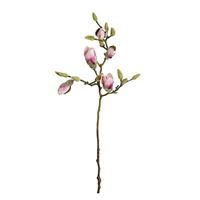 Magnolie knopgren, lyserød